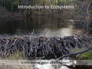 Introduction to Ecosystems




 Is this beaver pond an ecosystem?
                                     12
 