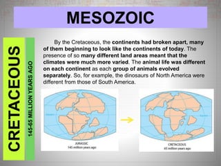 MESOZOICCRETACEOUS
145-65MILLIONYEARSAGO
By the Cretaceous, the continents had broken apart, many
of them beginning to look like the continents of today. The
presence of so many different land areas meant that the
climates were much more varied. The animal life was different
on each continent as each group of animals evolved
separately. So, for example, the dinosaurs of North America were
different from those of South America.
 