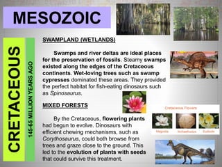 MESOZOICCRETACEOUS
145-65MILLIONYEARSAGO
SWAMPLAND (WETLANDS)
Swamps and river deltas are ideal places
for the preservation of fossils. Steamy swamps
existed along the edges of the Cretaceous
continents. Wet-loving trees such as swamp
cypresses dominated these areas. They provided
the perfect habitat for fish-eating dinosaurs such
as Spinosaurus.
MIXED FORESTS
By the Cretaceous, flowering plants
had begun to evolve. Dinosaurs with
efficient chewing mechanisms, such as
Corythosaurus, could both browse from
trees and graze close to the ground. This
led to the evolution of plants with seeds
that could survive this treatment.
 