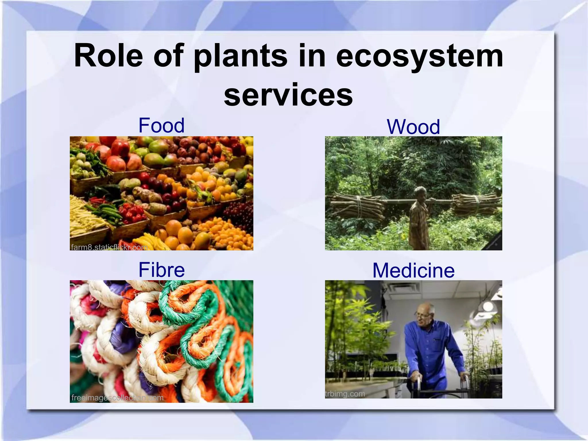 Role of plants in ecosystem 
services 
Food 
farm8.staticflickr.com 
Fibre 
freeimagescollection.com 
Medicine 
trbimg.com 
Wood 
 