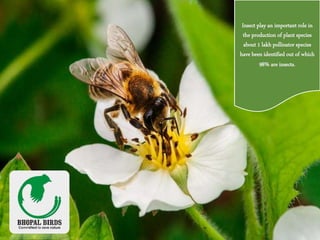 Insect play an important role in
the production of plant species
about 1 lakh pollinator species
have been identified out of which
98% are insects.
 