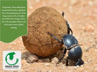 Dung beetle ( About 4000 species
documented) also play a significant
role in decomposing manure .If the
dung remains on the soil surface
about 80% of the nitrogen (N2) is
lost to the atmosphere which is one
of the prime causes of global
warming.
 