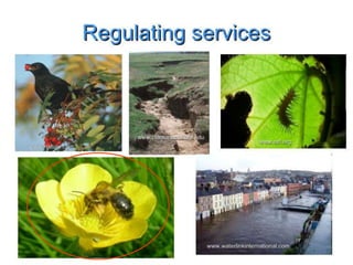 Ecosystem Services Provided By Pollinators And Their Crisis.pptx