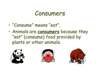 Consumers “ Consume” means “eat”. Animals are  consumers  because they “eat” (consume) food provided by plants or other animals. 