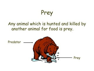 Prey Any animal which is hunted and killed by another animal for food is prey. Predator Prey 