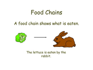 Food Chains A food chain shows what is eaten. The lettuce is eaten by the rabbit. 