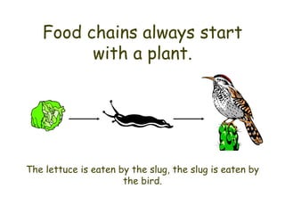 Food chains always start with a plant. The lettuce is eaten by the slug, the slug is eaten by the bird. 