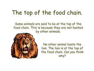 The top of the food chain. Some animals are said to be at the top of the food chain. This is because they are not hunted by other animals. No other animal hunts the lion. The lion is at the top of the food chain. Can you think why? 