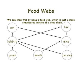 Food Webs We can show this by using a food web, which is just a more complicated version of a food chain. owl fox rabbits grass mice berries seeds 