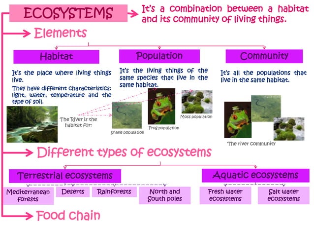 Ecosystems, 4th year of Primary education | PPTX | Zoos & Aquariums ...