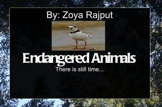 By: Zoya Rajput



Endangered Animals
     There is still time...
 