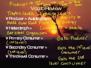 Vocab Review Producer = Autotrophs =  Heterotroph = Primary Consumer =  Secondary Consumer = Third-level Consumer = 