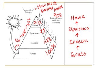 Corresponding Food Chain: 