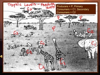 Producers = P, Primary Consumers = C1, Secondary Consumers = C2 