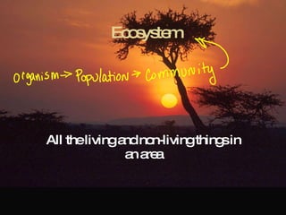 Ecosystem All the living and non-living things in an area 