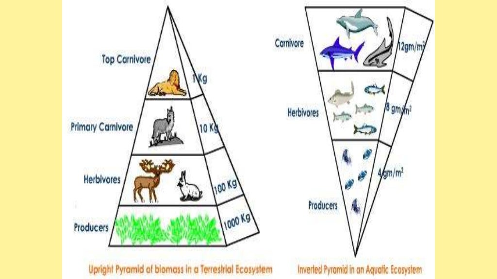 Ecosystem structure