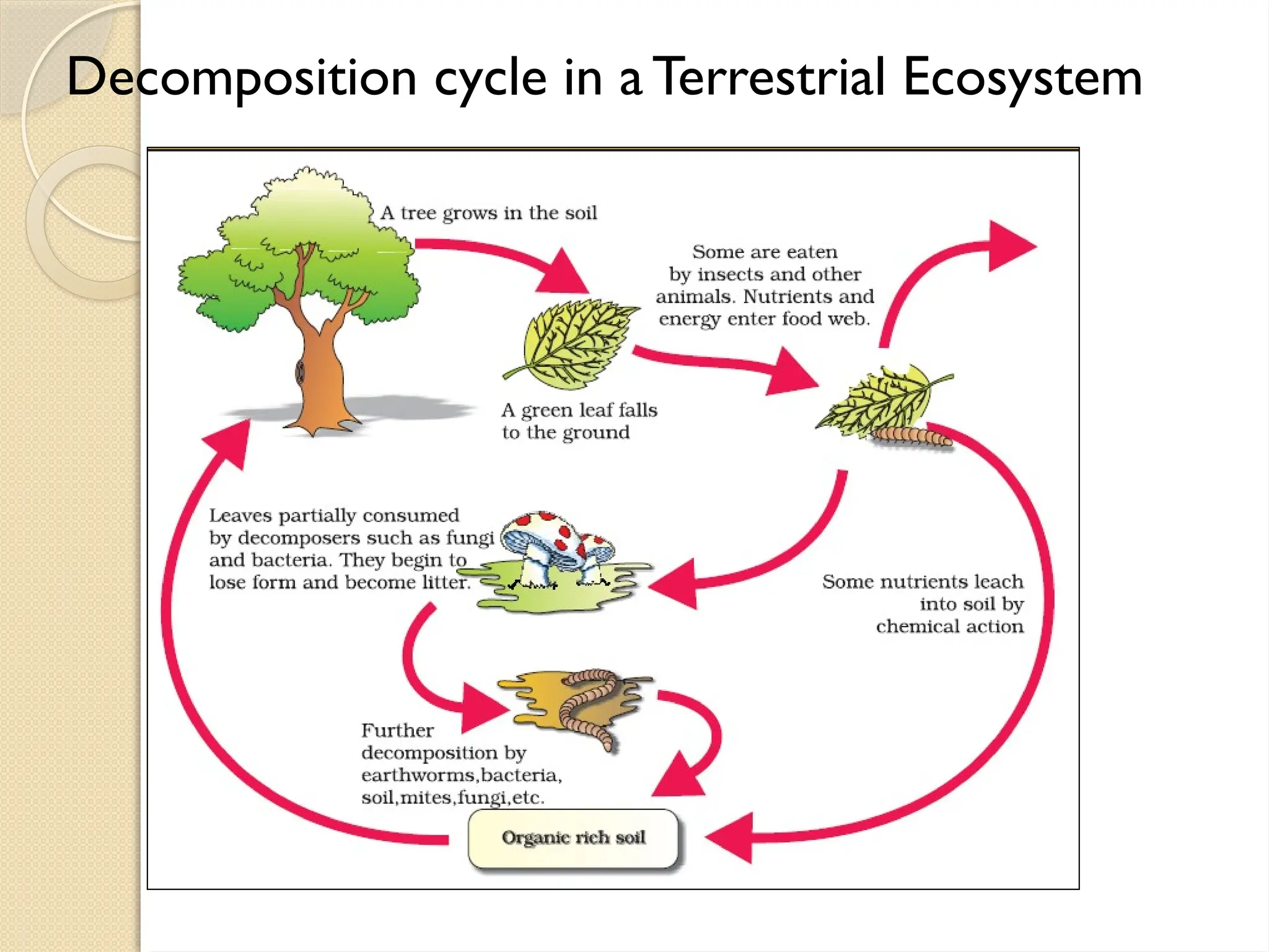 Decomposition cycle in a Terrestrial Ecosystem
 