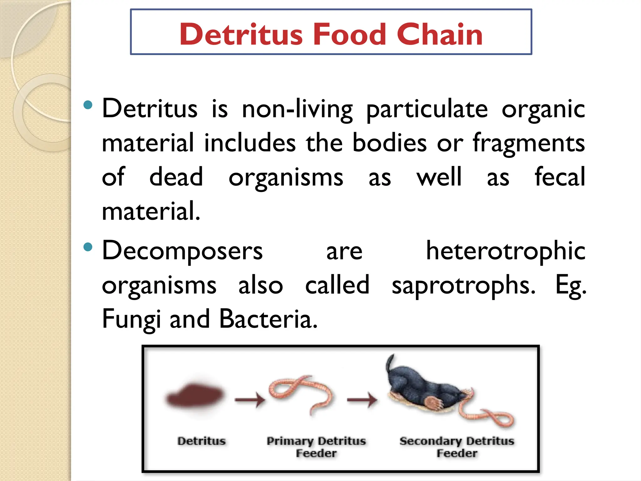  Detritus is non-living particulate organic
material includes the bodies or fragments
of dead organisms as well as fecal
material.
 Decomposers are heterotrophic
organisms also called saprotrophs. Eg.
Fungi and Bacteria.
Detritus Food Chain
 