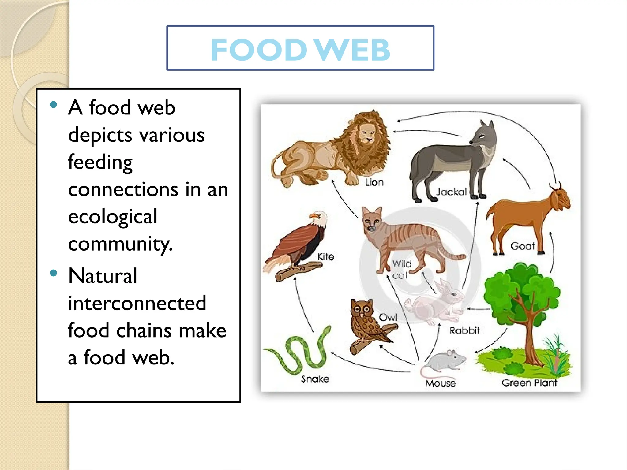  A food web
depicts various
feeding
connections in an
ecological
community.
 Natural
interconnected
food chains make
a food web.
FOOD WEB
 