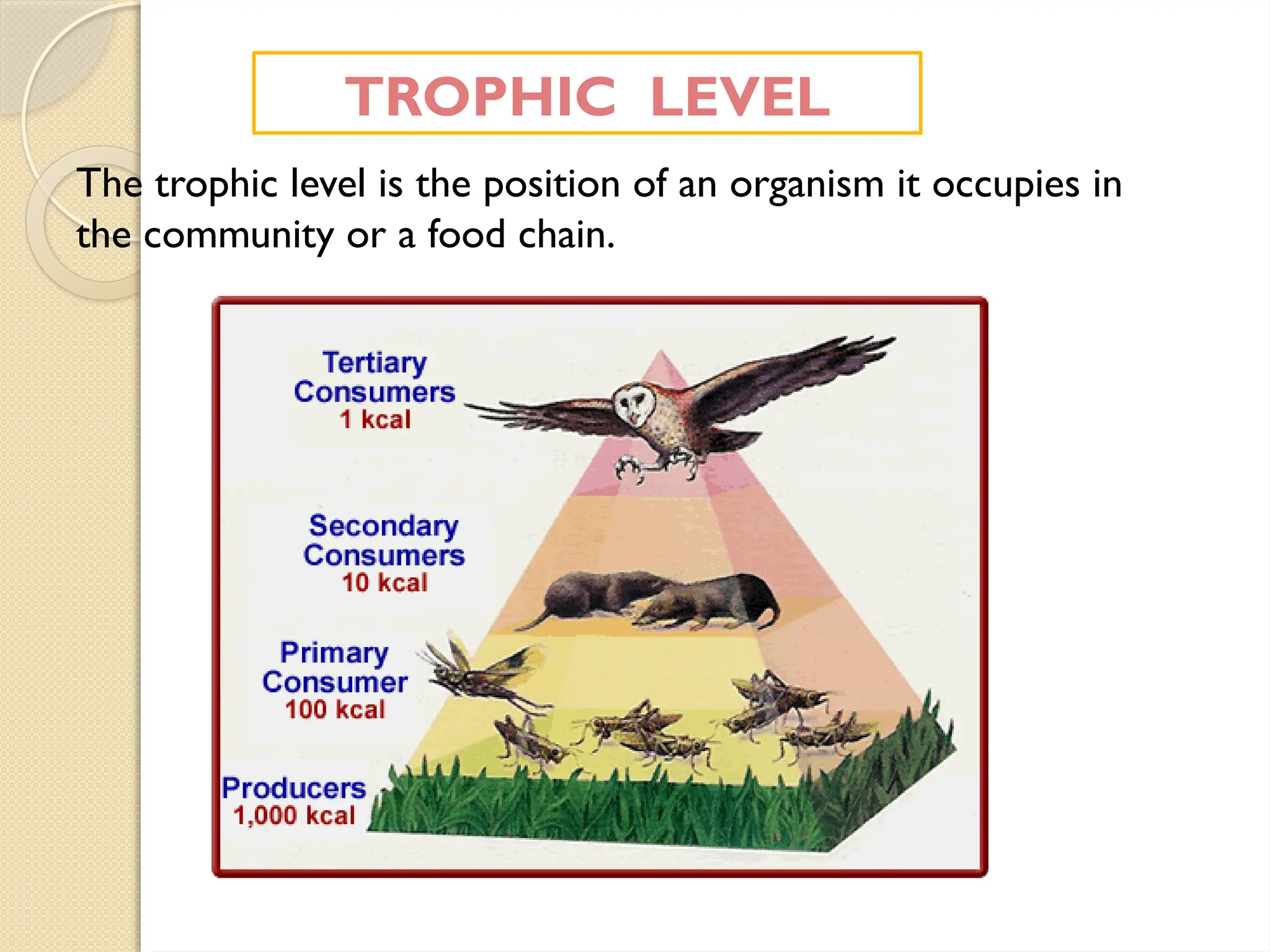 TROPHIC LEVEL
The trophic level is the position of an organism it occupies in
the community or a food chain.
 