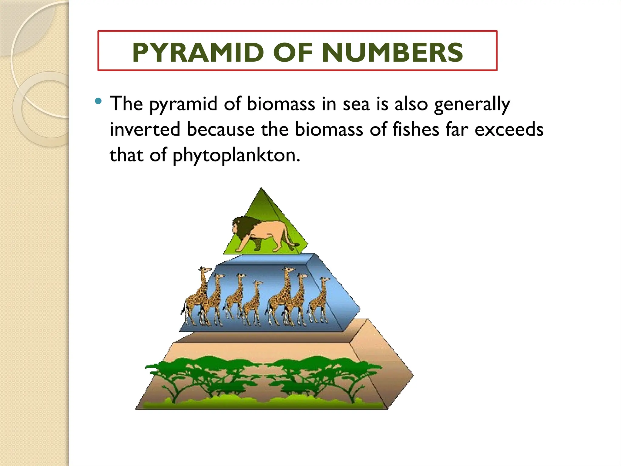  The pyramid of biomass in sea is also generally
inverted because the biomass of fishes far exceeds
that of phytoplankton.
PYRAMID OF NUMBERS
 
