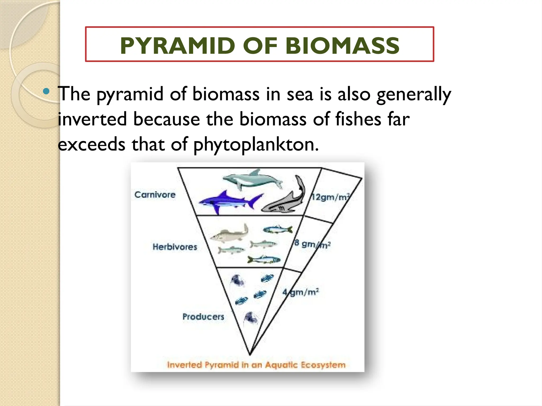  The pyramid of biomass in sea is also generally
inverted because the biomass of fishes far
exceeds that of phytoplankton.
PYRAMID OF BIOMASS
 