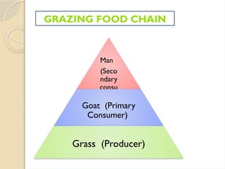 GRAZING FOOD CHAIN
Man
(Seco
ndary
consu
mer)
Goat (Primary
Consumer)
Grass (Producer)
 