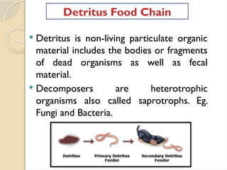  Detritus is non-living particulate organic
material includes the bodies or fragments
of dead organisms as well as fecal
material.
 Decomposers are heterotrophic
organisms also called saprotrophs. Eg.
Fungi and Bacteria.
Detritus Food Chain
 