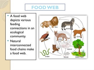  A food web
depicts various
feeding
connections in an
ecological
community.
 Natural
interconnected
food chains make
a food web.
FOOD WEB
 