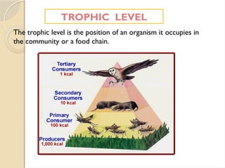 TROPHIC LEVEL
The trophic level is the position of an organism it occupies in
the community or a food chain.
 