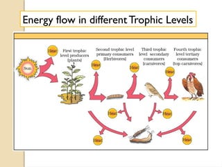 Energy flow in differentTrophic Levels
 