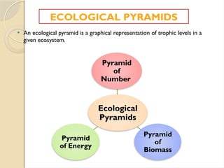  An ecological pyramid is a graphical representation of trophic levels in a
given ecosystem.
ECOLOGICAL PYRAMIDS
Ecological
Pyramids
Pyramid
of
Number
Pyramid
of
Biomass
Pyramid
of Energy
 
