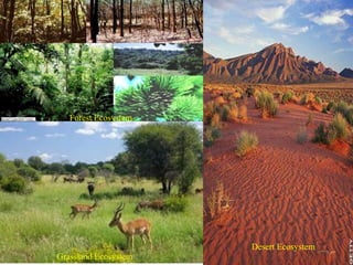 Forest Ecosystem
Grassland Ecosystem
Desert Ecosystem
 