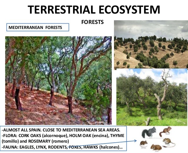 Natural Ecosystem Images Natural Ecosystem Images