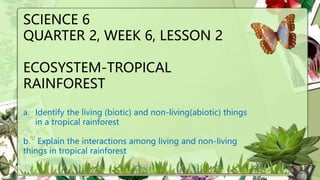 ECOSYSTEM TROPICAL RAINFOREST.pptx | Zoos & Aquariums | Attractions
