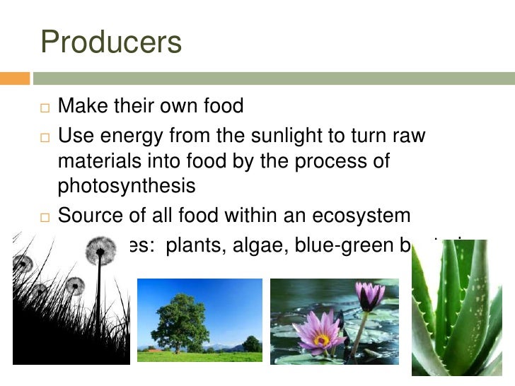 Copy Of Producers, Consumers, And Decomposers - Lessons - Blendspace