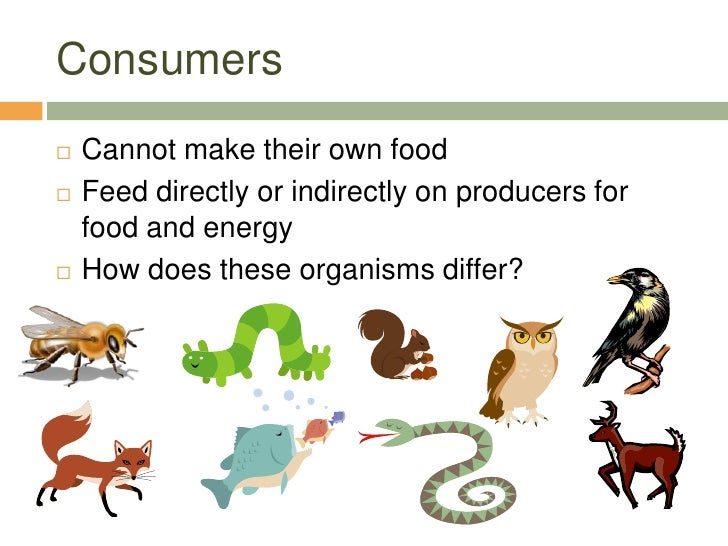 What Are Organisms That Cannot Make Their Own Food What Are Organisms That Cannot Make Their Own Food