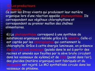 5) Les producteurs primaires Ce sont les êtres vivants qui produisent leur matière organique lors d’une réaction appelée  photosynthèse.  Ils correspondent aux végétaux chlorophylliens et correspondent au premier maillon des chaînes alimentaires. 6) La  photosynthèse  correspond à une synthèse de substances organiques réalisée grâce à la  lumière . Celle-ci est captée par les  chloroplastes  qui contiennent la chlorophylle. Grâce à cette énergie lumineuse, en présence  d’eau et de sels minéraux  (puisés dans le sol à partir des racines et amenés aux feuilles par la sève brute circulant dans les vaisseaux de xylème) et de  CO2  (puisé dans l’air), des glucides (matière organique) sont fabriqués et du  dioxygène  est rejeté. La MO synthétisée circule dans les vaisseaux de phloème. 