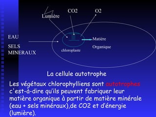 Les végétaux chlorophylliens sont  autotrophes  c'est-à-dire qu’ils peuvent fabriquer leur matière organique à partir de matière minérale (eau + sels minéraux),de CO2 et d’énergie (lumière). La cellule autotrophe chloroplaste EAU SELS MINERAUX Lumière CO2 O2 Matière Organique 