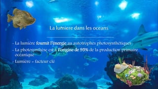 La lumieredans les oceans
- La lumière fournit l’énergie au autotrophes photosynthétiques
- La photosynthèse est à l’origine de 95% de la production primaire
océanique
- Lumière = facteur clé
 