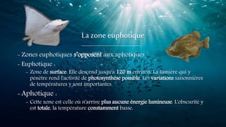 La zone euphotique
- Zones euphotiques s’opposent aux aphotiques
- Euphotique :
- Zone de surface. Elle descend jusqu'à 120 m environ. La lumière qui y
pénètre rend l'activité de photosynthèse possible. Les variations saisonnières
de températures y sont importantes.
-Aphotique :
- Cette zone est celle où n'arrive plus aucune énergie lumineuse. L'obscurité y
est totale, la température constamment basse.
 