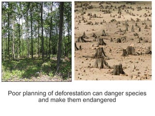 Poor   planning   of deforestation can danger species and make them endangered 