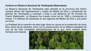Turismo en Reserva Nacional de Tambopata (Naturaleza)
La Reserva Nacional de Tambopata está ubicada en la provincia del mismo
nombre dentro del departamento y región de Madre de Dios y comprende los
distritos de Tambopata e Inambari y está a una distancia de 30 minutos de
Puerto Maldonado. La Reserva fue creada como tal en 1990 y comprende al
menos 1,5 millones de hectáreas en las regiones de Madre de Dios y una parte
en Puno.
La finalidad de la creación de este lugar tiene su causa en la protección de tanto
flora como fauna silvestre, junto con la preservación de la belleza paisajista de
una de las más completas demostraciones de lo que sería nuestra selva
húmeda sub tropical.
 