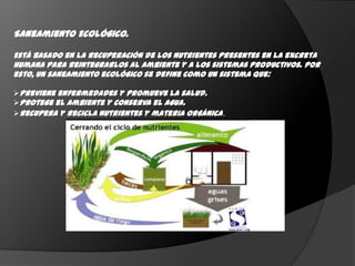 Saneamiento Ecológico.Está basado en la recuperación de los nutrientes presentes en la excreta humana para reintegrarlos al ambiente y a los sistemas productivos. Por esto, un saneamiento ecológico se define como un sistema que:Previene enfermedades y promueve la salud.
