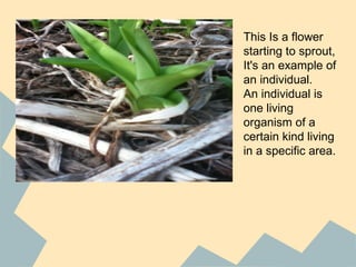 This Is a flower
starting to sprout,
It's an example of
an individual.
An individual is
one living
organism of a
certain kind living
in a specific area.
 