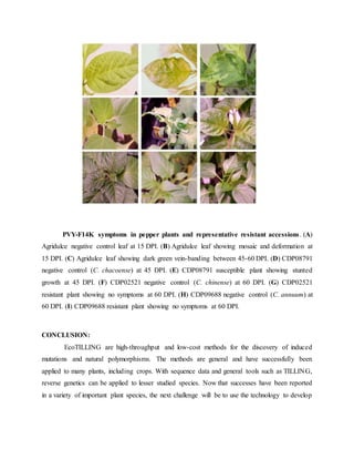 PVY-F14K symptoms in pepper plants and representative resistant accessions. (A)
Agridulce negative control leaf at 15 DPI. (B) Agridulce leaf showing mosaic and deformation at
15 DPI. (C) Agridulce leaf showing dark green vein-banding between 45-60 DPI. (D) CDP08791
negative control (C. chacoense) at 45 DPI. (E) CDP08791 susceptible plant showing stunted
growth at 45 DPI. (F) CDP02521 negative control (C. chinense) at 60 DPI. (G) CDP02521
resistant plant showing no symptoms at 60 DPI. (H) CDP09688 negative control (C. annuum) at
60 DPI. (I) CDP09688 resistant plant showing no symptoms at 60 DPI.
CONCLUSION:
EcoTILLING are high-throughput and low-cost methods for the discovery of induced
mutations and natural polymorphisms. The methods are general and have successfully been
applied to many plants, including crops. With sequence data and general tools such as TILLING,
reverse genetics can be applied to lesser studied species. Now that successes have been reported
in a variety of important plant species, the next challenge will be to use the technology to develop
 