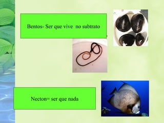 Bentos- Ser que vive no subtrato 
Necton= ser que nada 
 