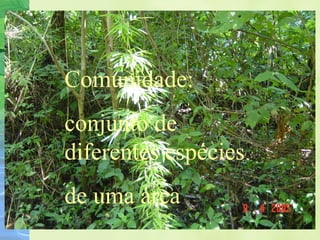 Comunidade: 
conjunto de 
diferentes espécies 
de uma área 
 