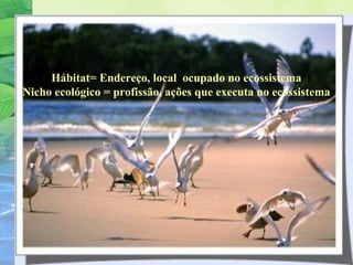 Hábitat= Endereço, local ocupado no ecossistema 
Nicho ecológico = profissão, ações que executa no ecossistema 
 