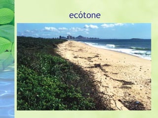 ecótone 
 